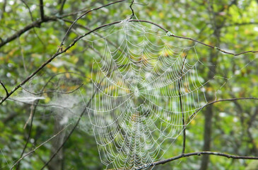 spider web with dew