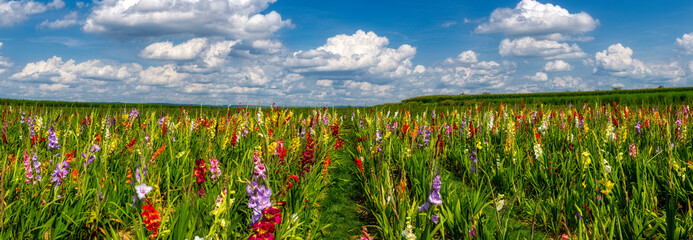 Ein Feld voller blühender Gladiolen zum Selbstpflücken