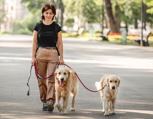 Girl with golden retriever dogs