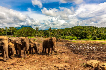 Fototapeta na wymiar Elephant and egrets in Sri Lanka on the background of mountains, forests and sky with clouds