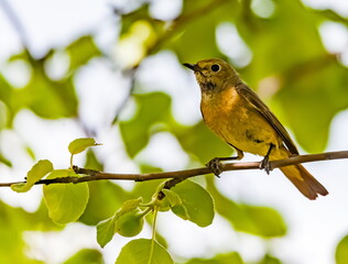 Bird redstart ordinary close-up in summer on the branch of an apple tree against the background of green foliage