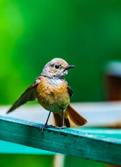 Bird redstart ordinary close-up on a green wooden bar in summer against the background of green foliage of a shrub