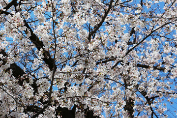 青空の桜