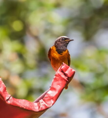 Bird redstart ordinary close-up on the tray for draining water from the roof of the house in summer...