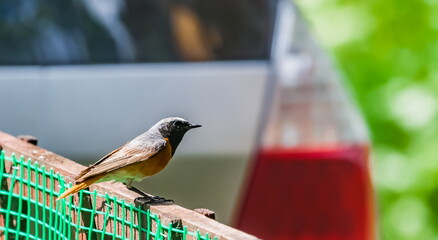 Bird redstart ordinary close-up on the fence in summer on the background of a gray car