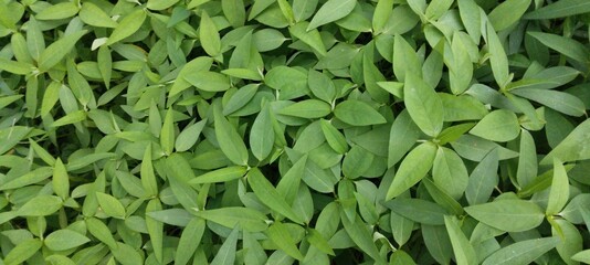 Obraz premium Morning Glory