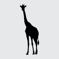 Giraffe Silhouette, Giraffe Isolated On White Background