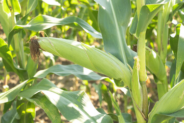 Corn growing on the field - ready for harvest. Concept of corn culture
