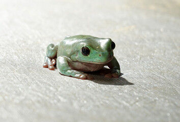 Green Dumpy Frog