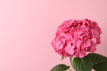Branch of hortensia plant with delicate flowers on pink background. Space for text