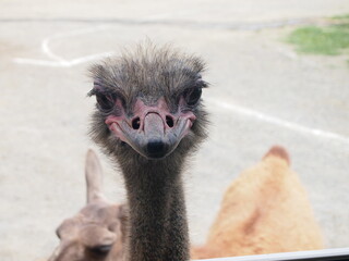 ダチョウ