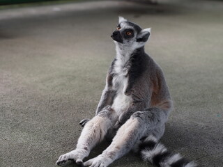 ワオキツネサル