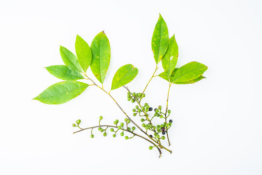 Spice Litsea cubeba on white background