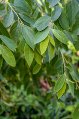 Chinese herbal medicine Litsea cubeba leaves