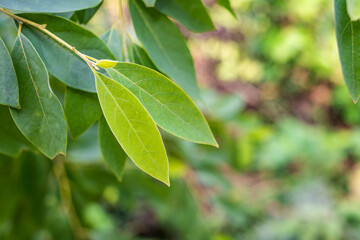 Fototapeta premium Chinese herbal medicine Litsea cubeba leaves