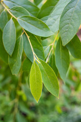 Fototapeta na wymiar Chinese herbal medicine Litsea cubeba leaves