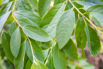 Chinese herbal medicine Litsea cubeba leaves