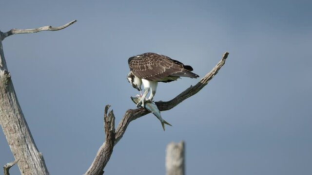 An Osprey in a Tree Eating A Fish