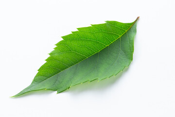 Green leaf of wild grapes on a white background.