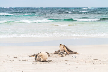 Sea lions resting on the beach at Seal Bay, Kangaroo Island, South Australia