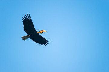 Wreathed Hornbill flying in the blue sky.
