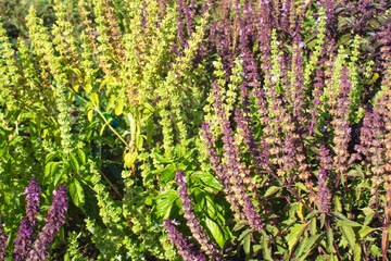 Fresh blooming basil. Bright seasoning flowers growing in the garden. The background is made of bright colors of purple and green. Herbal medicine plant concept. Top view