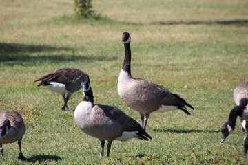 Alert Geese, William Hawrelak Park, Edmonton, Alberta