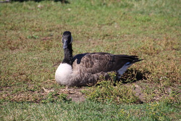 Resting On The Grass, William Hawrelak Park, Edmonton, Alberta
