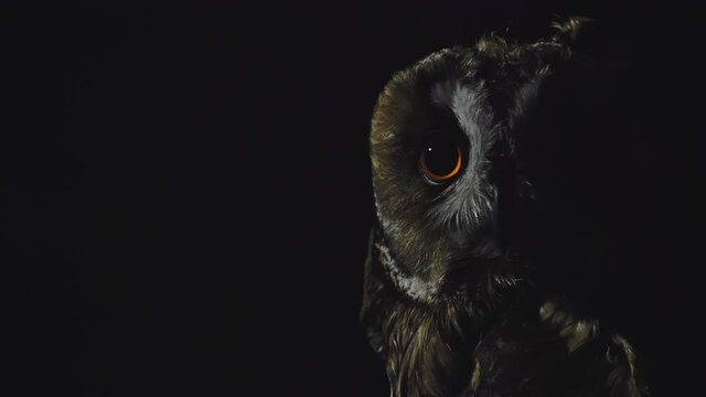 Slow motion. An owl twirls its head and a bright yellow eye is visible on a black background. Ornithology.