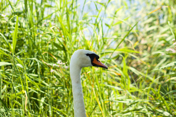 White swan head side closeup view with yarn on background of