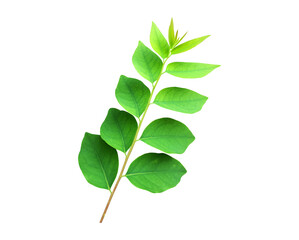 Isolated star gooseberry or Phyllanthus acidus leaves with clipping paths.