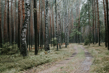 fog in forest © Marta
