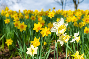 A patch of daffodil flowers blooming in the spring