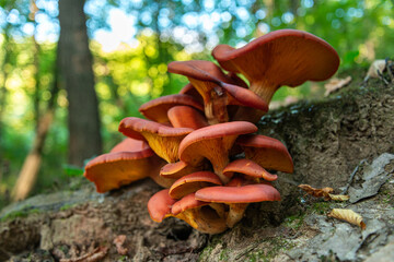 Omphalotus olearius mushroom in nature