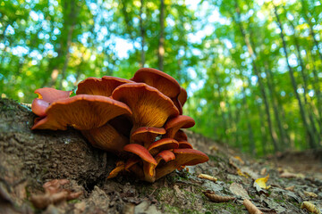 Omphalotus olearius mushroom in nature