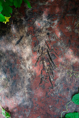 Idyllic vine leaves and mottled old wooden planks background