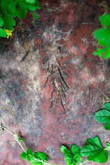 Idyllic vine leaves and mottled old wooden planks background