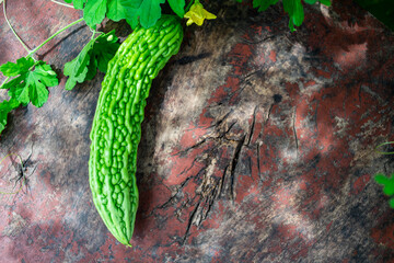 Freshly picked organic bitter gourd