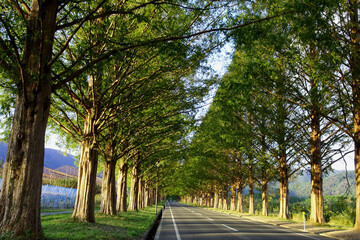 Obraz premium メタセコイアの並木道／【マキノ高原】日本滋賀県高島市