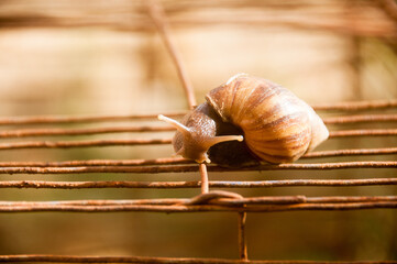 snail on a leaf