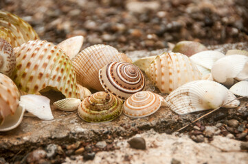 seashells on the sand
