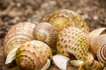 seashells on the sand