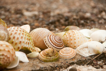 seashells on the sand