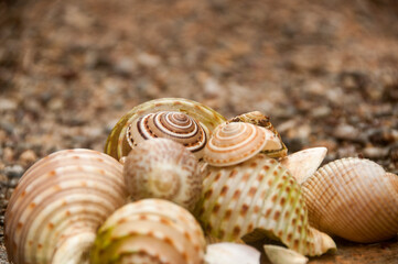 seashells on the sand