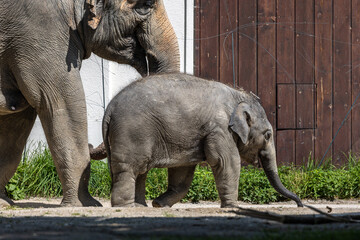 Fototapeta na wymiar The Asian elephant, Elephas maximus also called Asiatic elephant