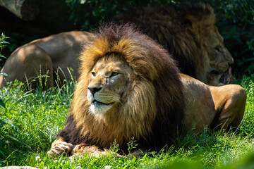 Fototapeta na wymiar The lion, Panthera leo is one of the four big cats in the genus Panthera