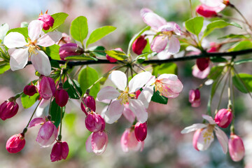 red cherry blossom in spring