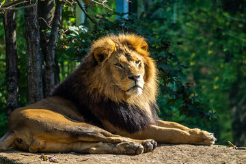 Obraz na płótnie Canvas The lion, Panthera leo is one of the four big cats in the genus Panthera