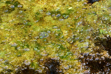 Eutrophication, algae formation due to nutrient input in a water body // Eutrophierung,...