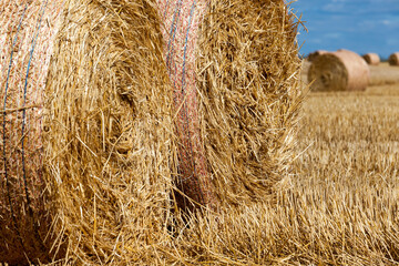 stacks of wheat straw were left after the wheat harvest